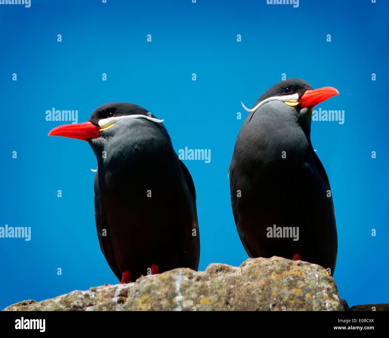 Ornitologia: Inca Tern (Larosterna inca) Foto Stock
