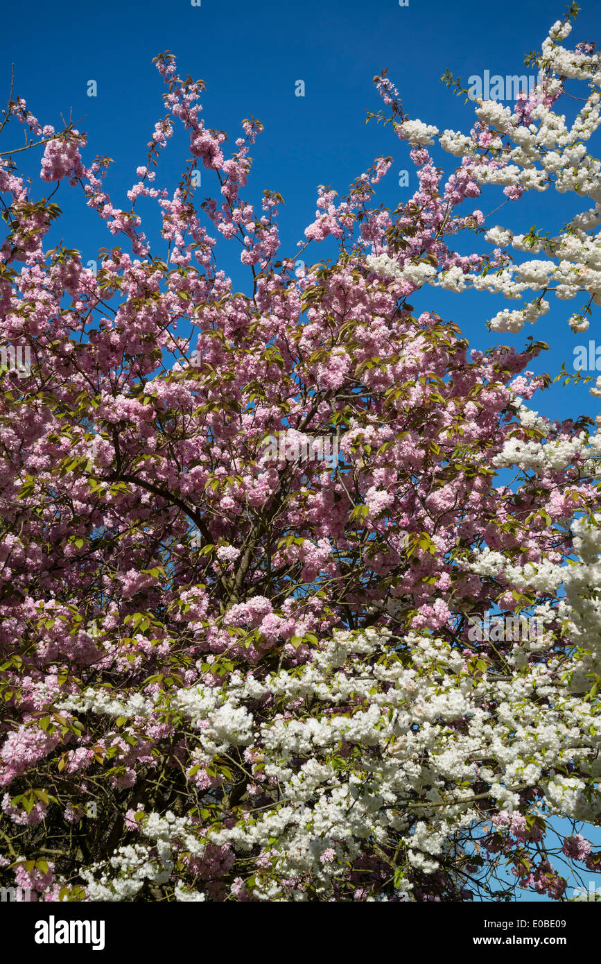 Bianco e rosa primavera sbocciano i fiori di apple ciliegi, Surrey, England, Regno Unito Foto Stock