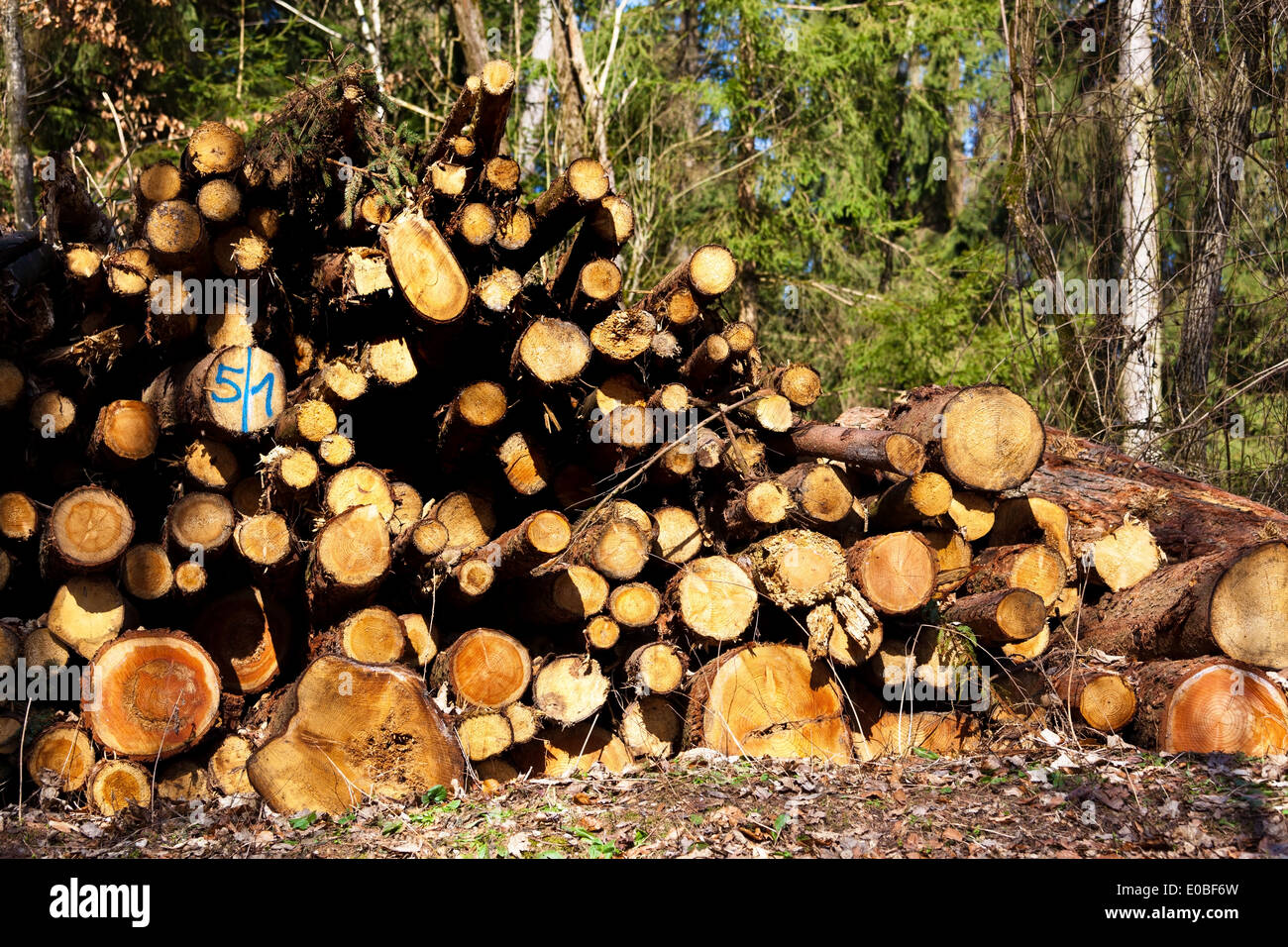 Palo di legno con legna da ardere è memorizzata in un legno., Holzstapel mit Brennholz wird in einem Wald gelagert. Foto Stock