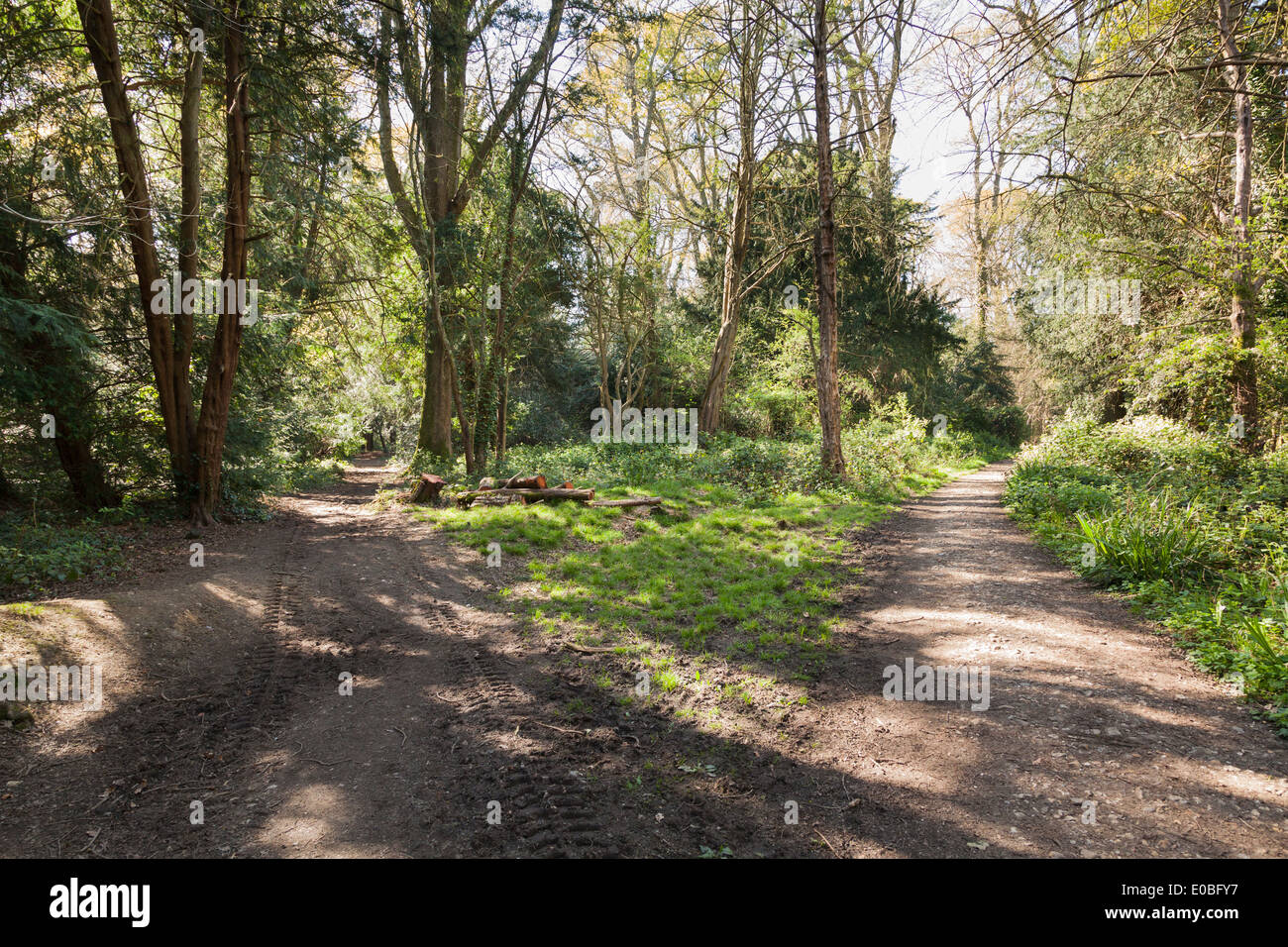 La forcella nel percorso di foresta. Foto Stock