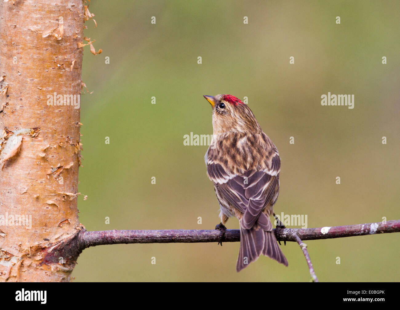 Redpoll (Carduelis flammea) closeup su un ramo Foto Stock