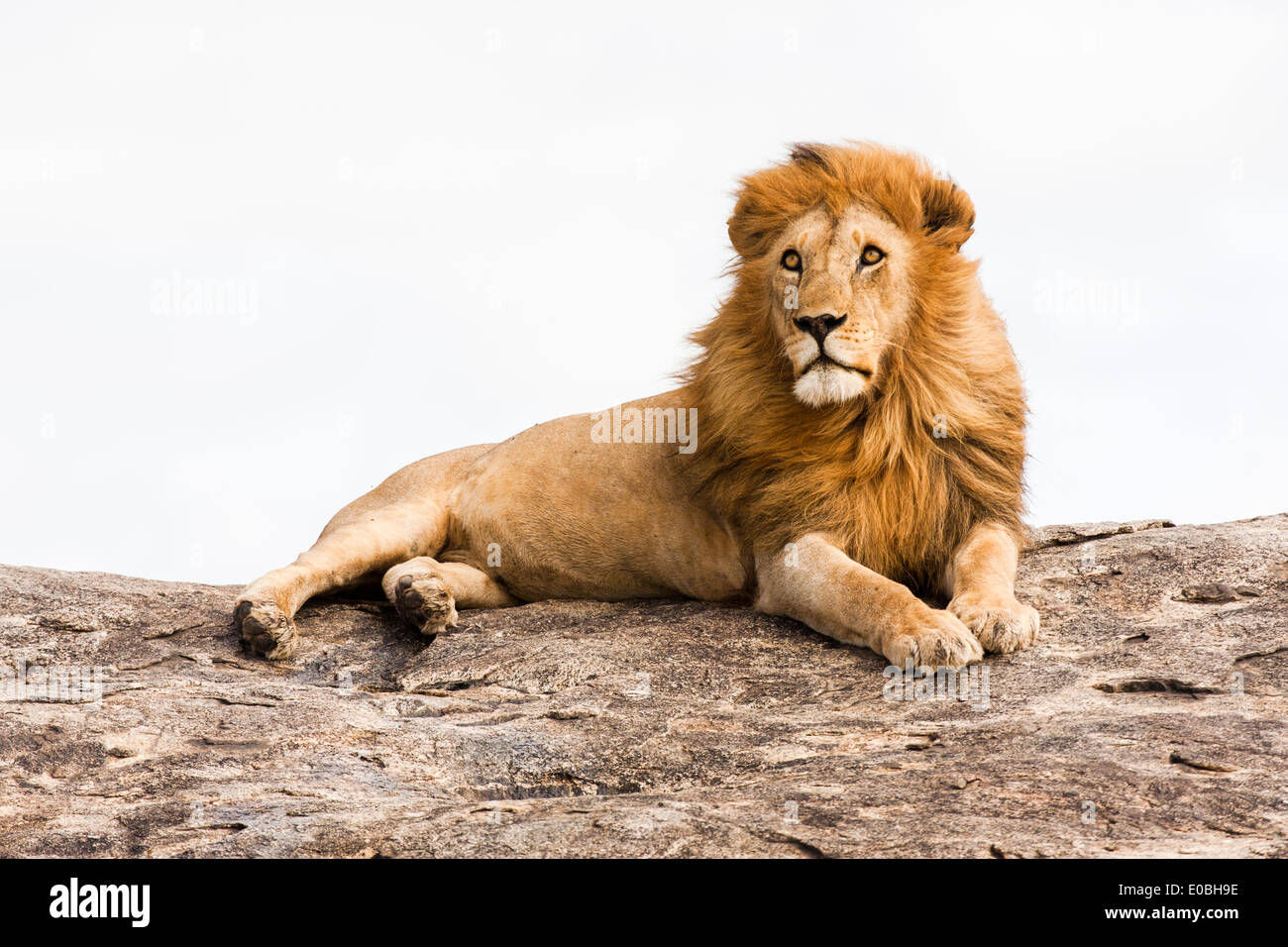 Lion (Panthera leo) su un masso di roccia fotografato in Tanzania Foto Stock