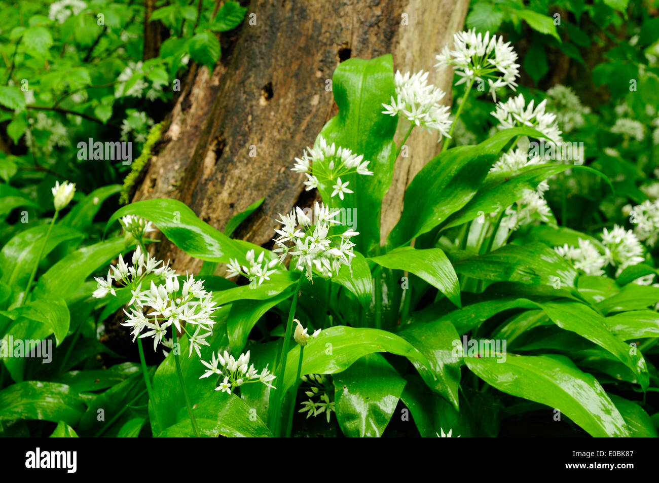 Cromford,Derbyshire,UK.08 Maggio 2014.Heavy Rain nel Peak District fa risaltare l'aglio selvatico. Allium ursinum è ampiamente diffusa in natura attraverso la maggior parte d'Europa. Cresce nei boschi di caducifoglie con suoli umidi, preferendo leggermente condizioni acide. It fiori prima di alberi decidui foglia di molla, il riempimento di aria con il loro caratteristico aglio-come profumo. Credito: Ian Francesco/Alamy Live News Foto Stock