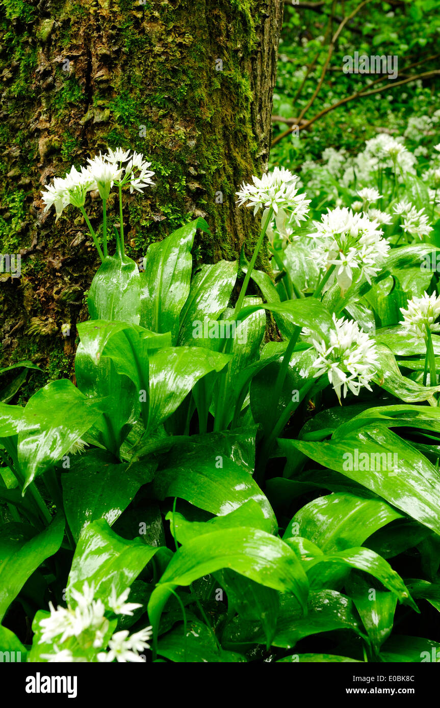 Cromford,Derbyshire,UK.08 Maggio 2014.Heavy Rain nel Peak District fa risaltare l'aglio selvatico. Allium ursinum è ampiamente diffusa in natura attraverso la maggior parte d'Europa. Cresce nei boschi di caducifoglie con suoli umidi, preferendo leggermente condizioni acide. It fiori prima di alberi decidui foglia di molla, il riempimento di aria con il loro caratteristico aglio-come profumo. Credito: Ian Francesco/Alamy Live News Foto Stock