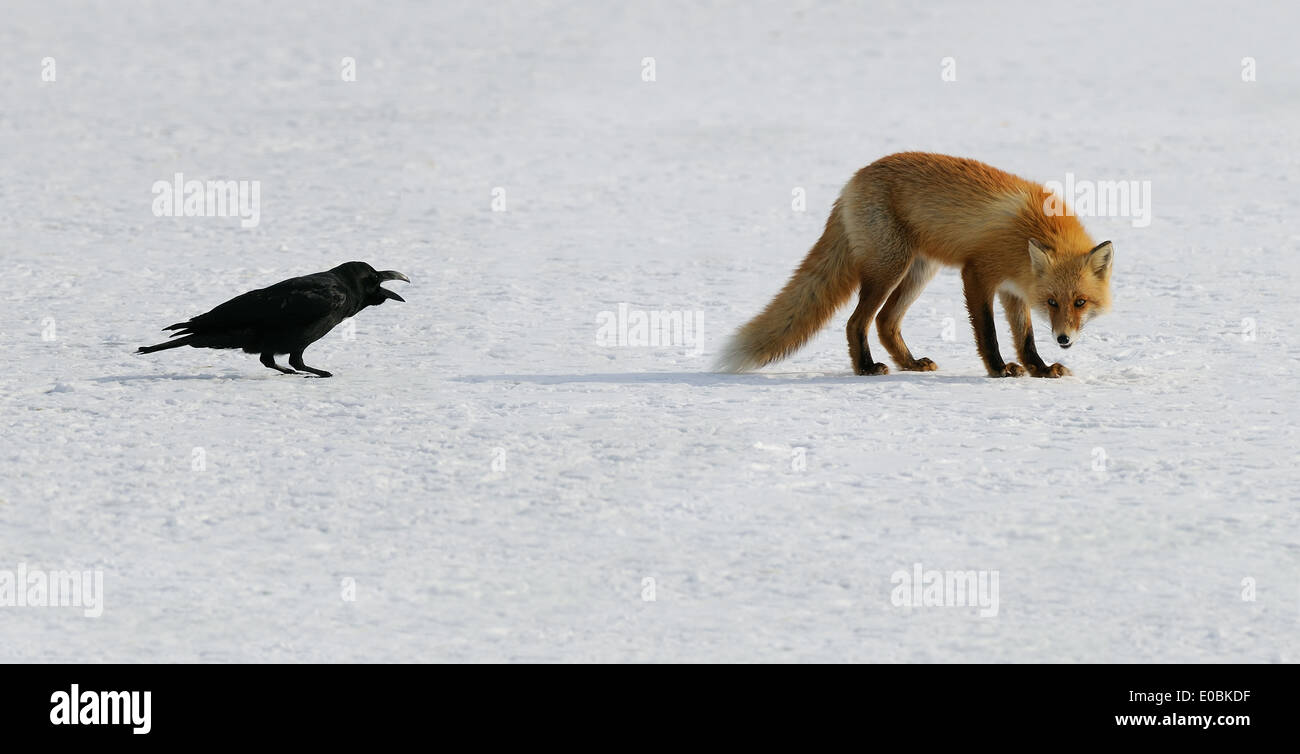 Japanese Red Fox e crow al ghiaccio e neve campo su un lago. Hokkaido Foto Stock