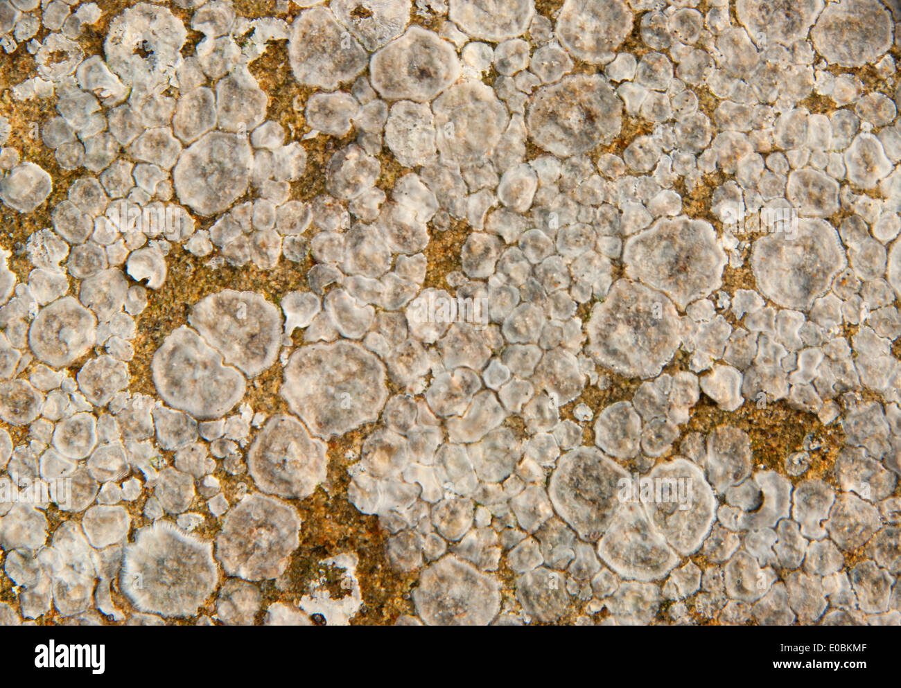 Barnacle marchi, sette demoni State Park, Oregon Foto Stock