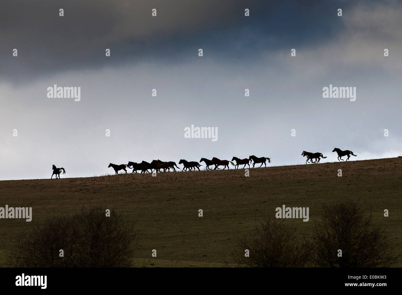 Gruppo di cavalli sulla skyline sulla Piana di Salisbury Foto Stock