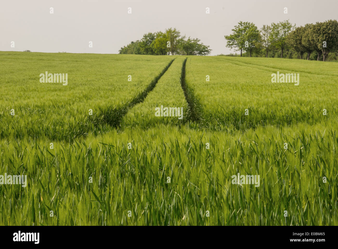 Via di giovani campo di coltivazione Foto Stock