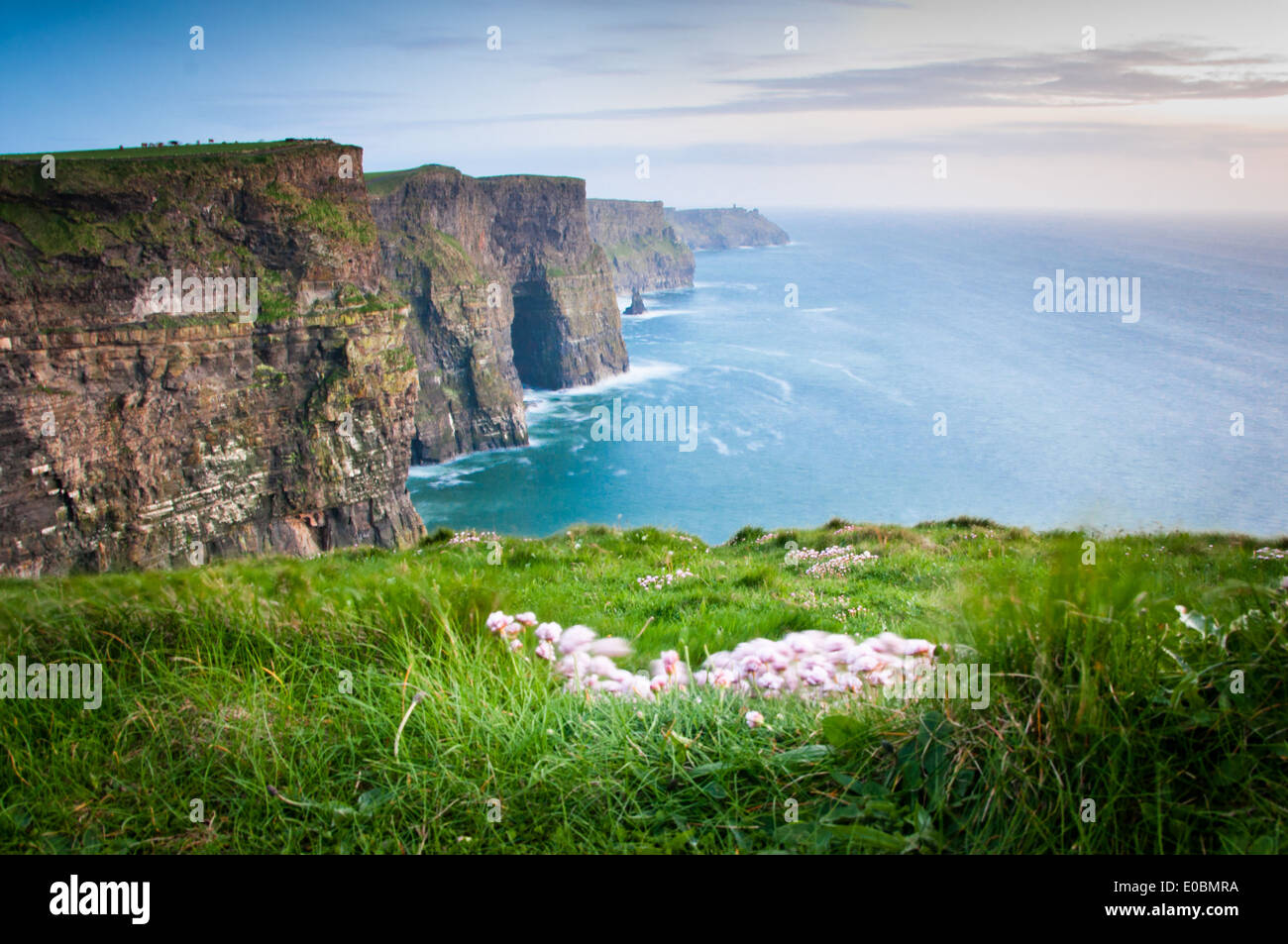 Scogliere di Moher con mare rosa parsimonia in primo piano Foto Stock