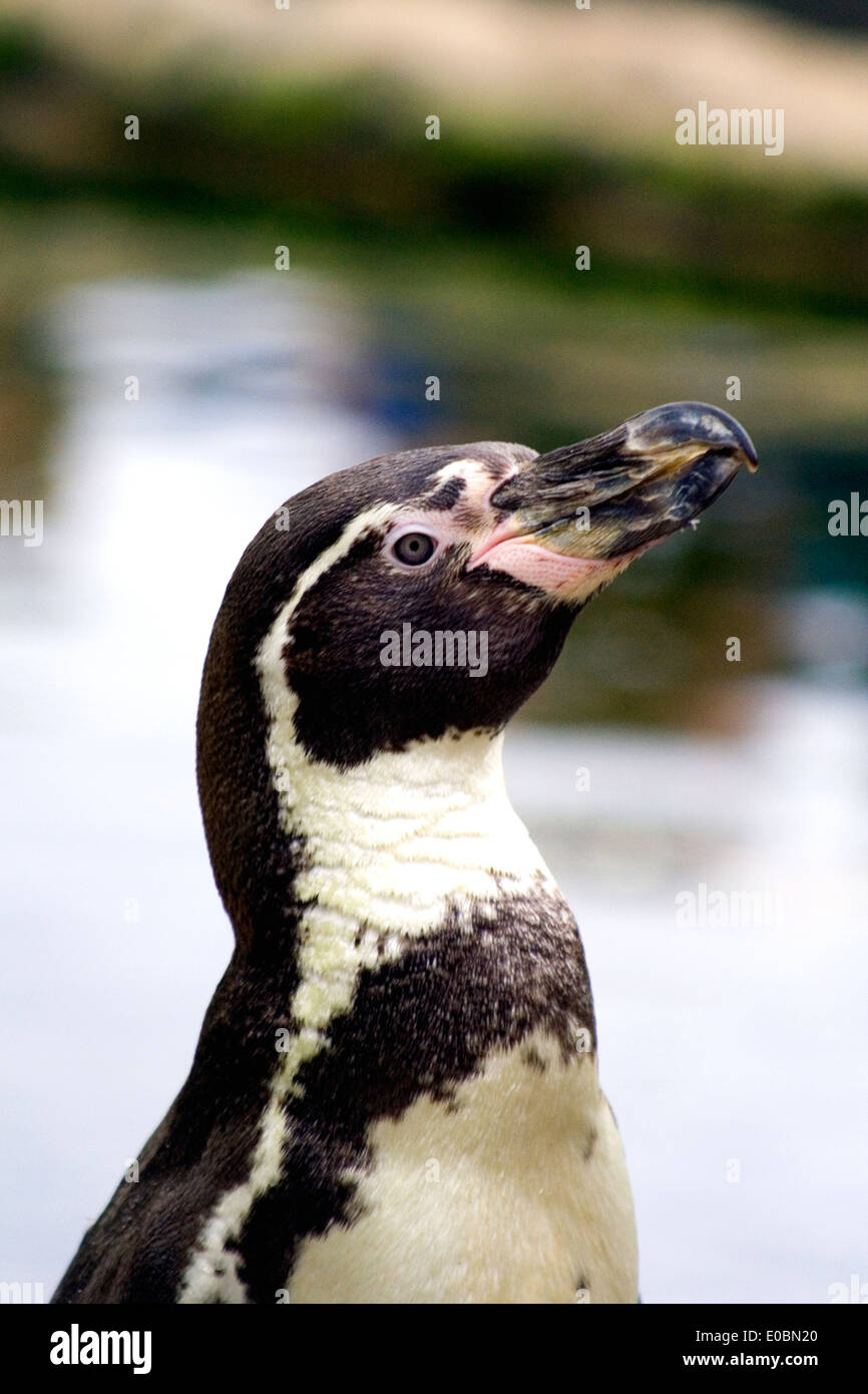 Un pinguino di Humboldt prese presso lo Zoo Twycross Spheniscus Humboldti Foto Stock