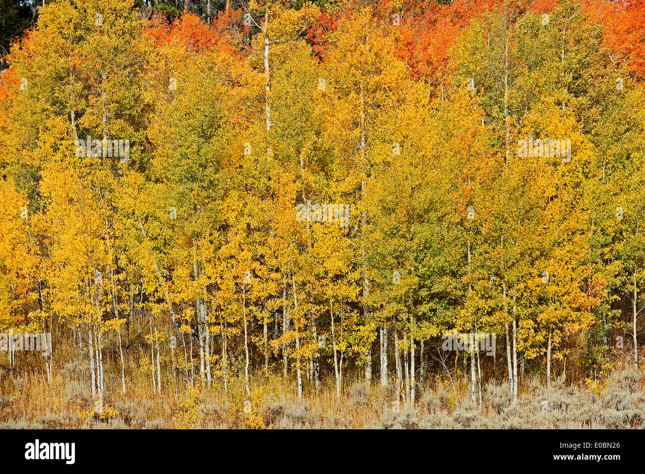 Vacilla Aspen, American Aspen o tremore Aspen (Populus tremuloides) in autunno, il Parco Nazionale del Grand Teton, Wyoming USA Foto Stock