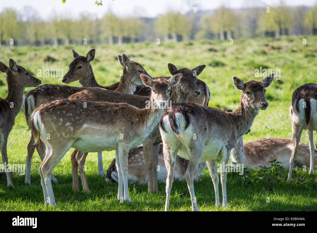 Giovane daino in Home Park Surrey, Inghilterra, London, Regno Unito Foto Stock