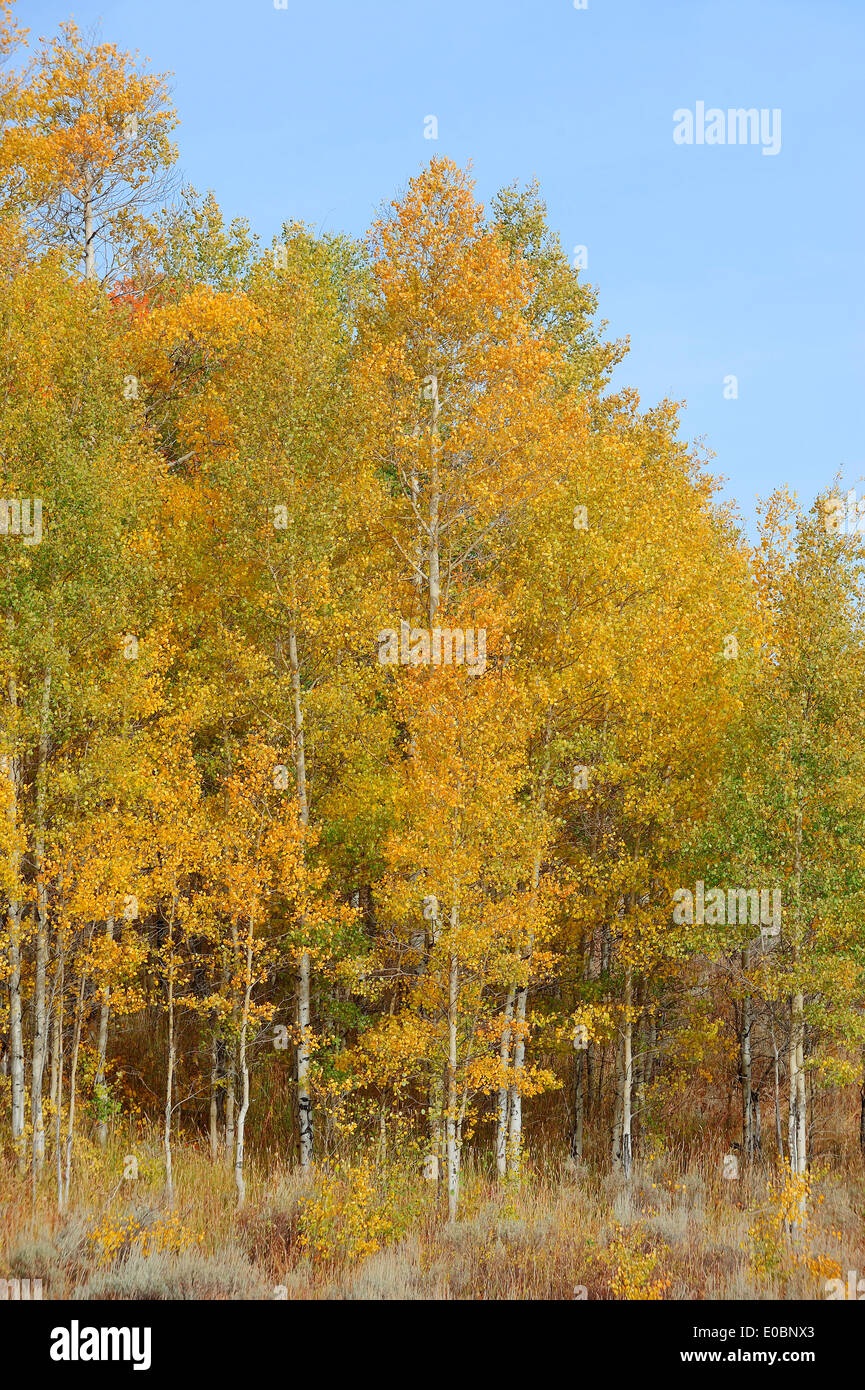 Vacilla Aspen, American Aspen o tremore Aspen (Populus tremuloides) in autunno, il Parco Nazionale del Grand Teton, Wyoming USA Foto Stock