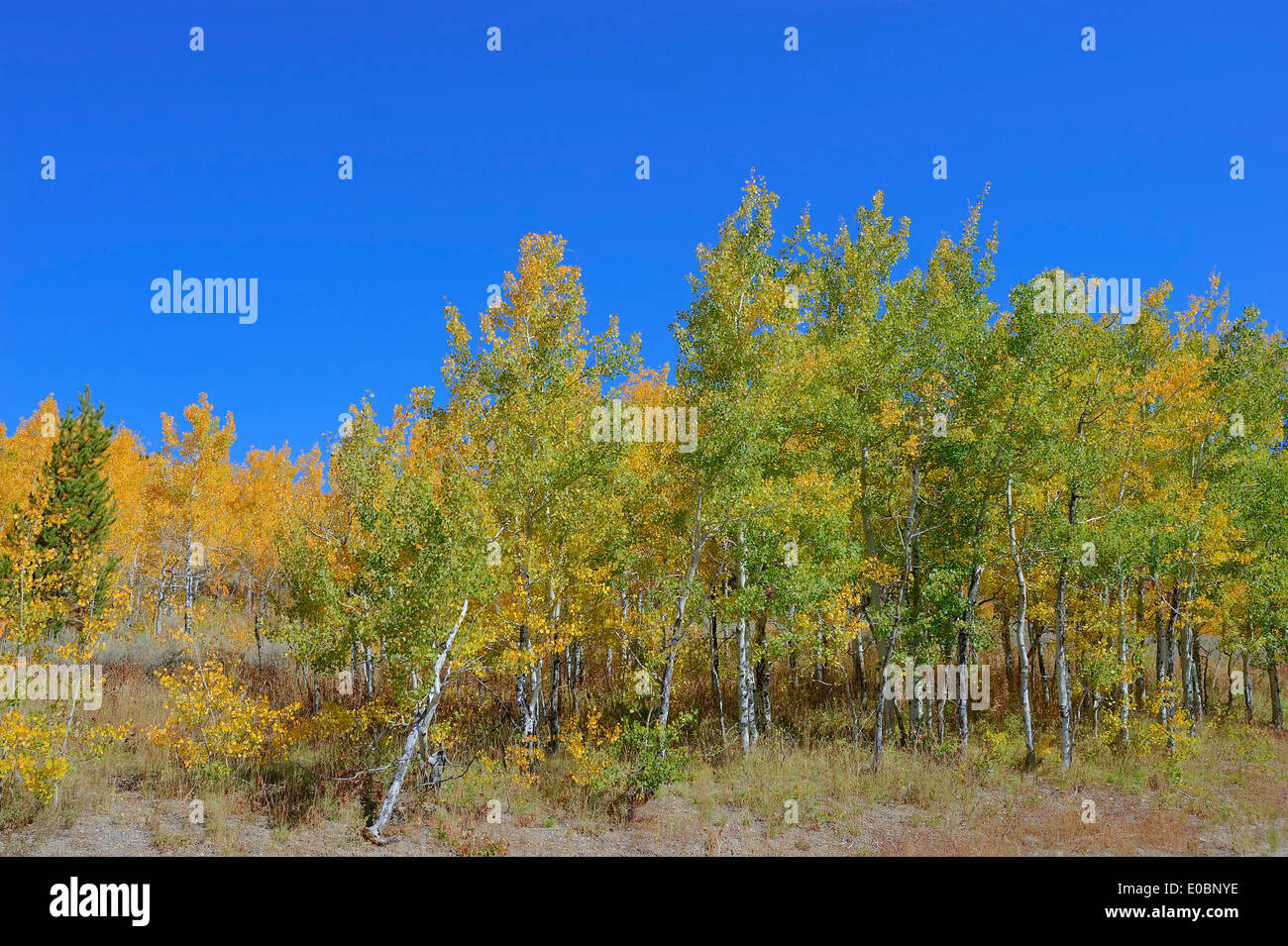 Vacilla Aspen, American Aspen, tremante Aspen (Populus tremuloides) in autunno, il Parco Nazionale del Grand Teton, Wyoming USA Foto Stock