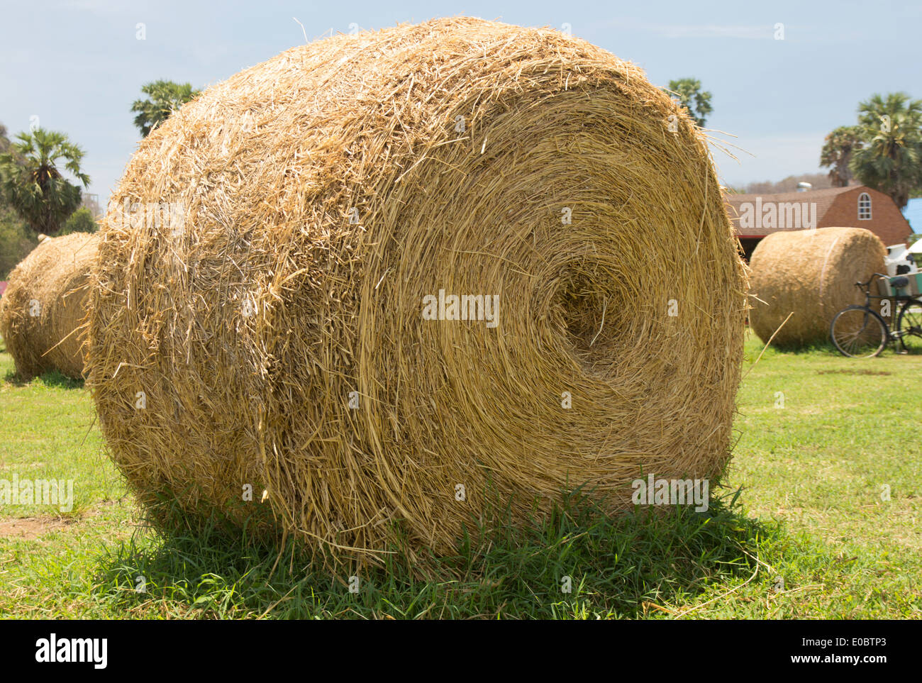 Le balle di fieno e di paglia in campo. Foto Stock