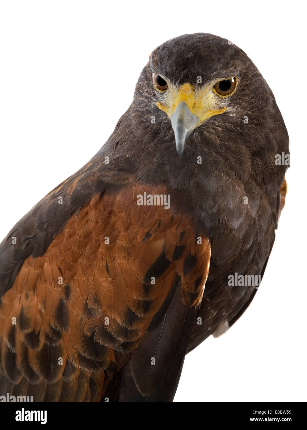 Harris Hawk, Parabuteo unicinctus Foto Stock