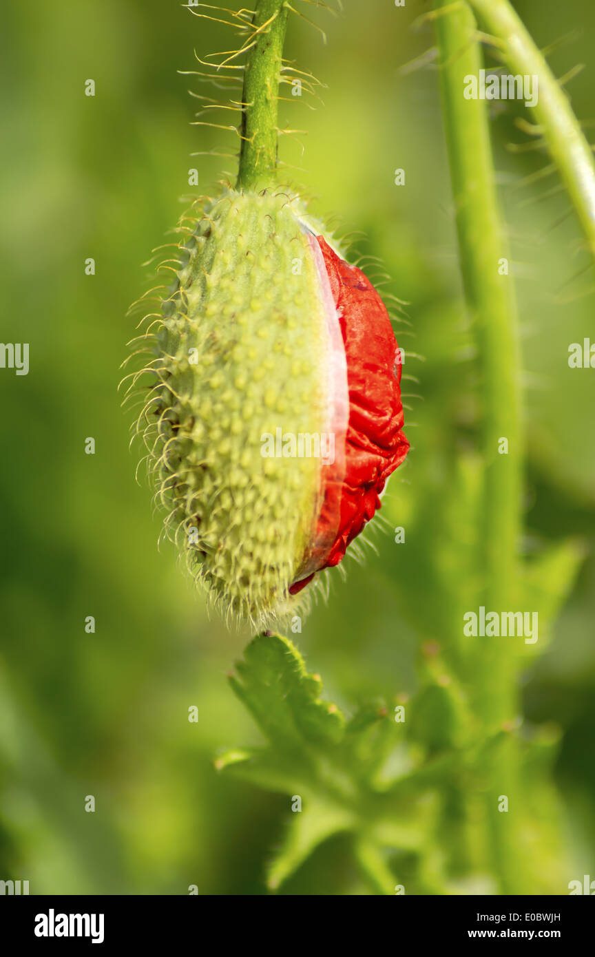 Fresco verde bocciolo di un fiore di papavero appena cominciando ad aprire. Profondità di campo. Foto Stock