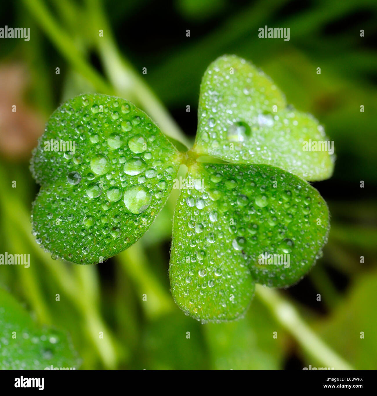 Il verde delle foglie coperta in gocce di pioggia Foto Stock