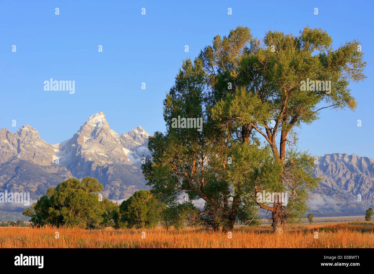 Pioppi neri americani tress (Populus spec.) nella parte anteriore del Teton Mountain Range, il Parco Nazionale del Grand Teton, Wyoming USA Foto Stock