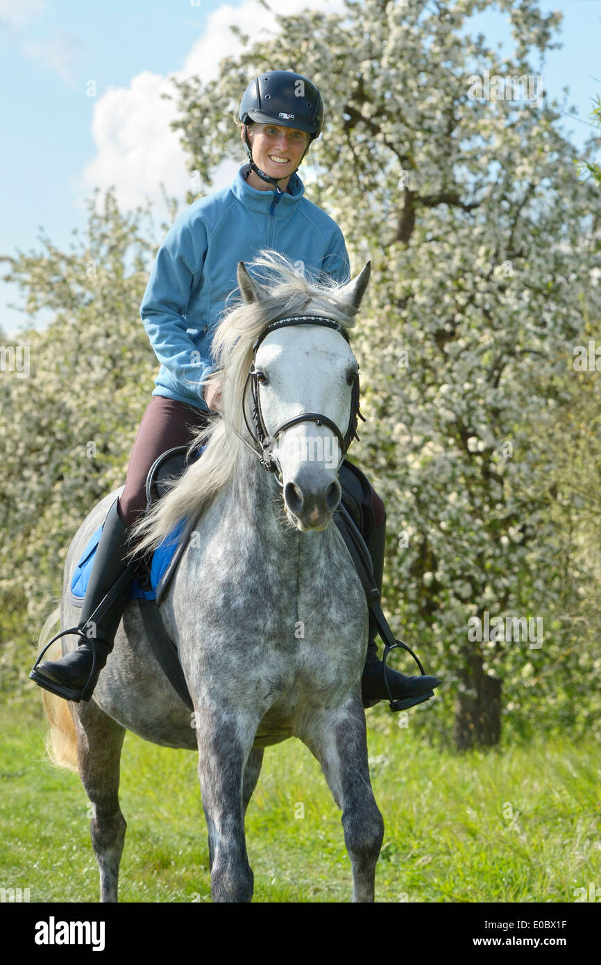 Cavalcare su un pony Connemara mare in primavera Foto Stock