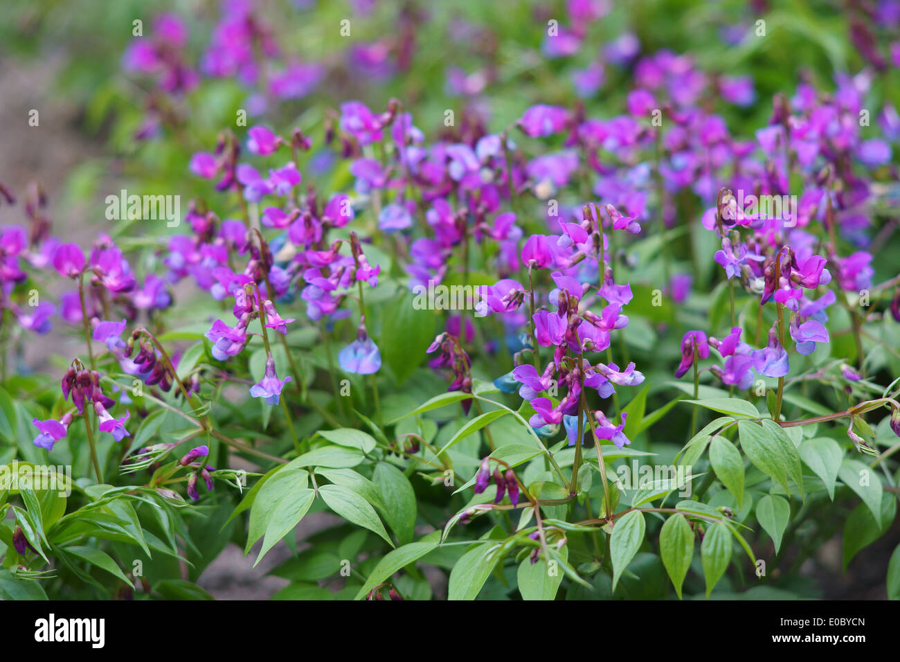 La molla pea fioriture dei fiori Lathyrus vernus Foto Stock