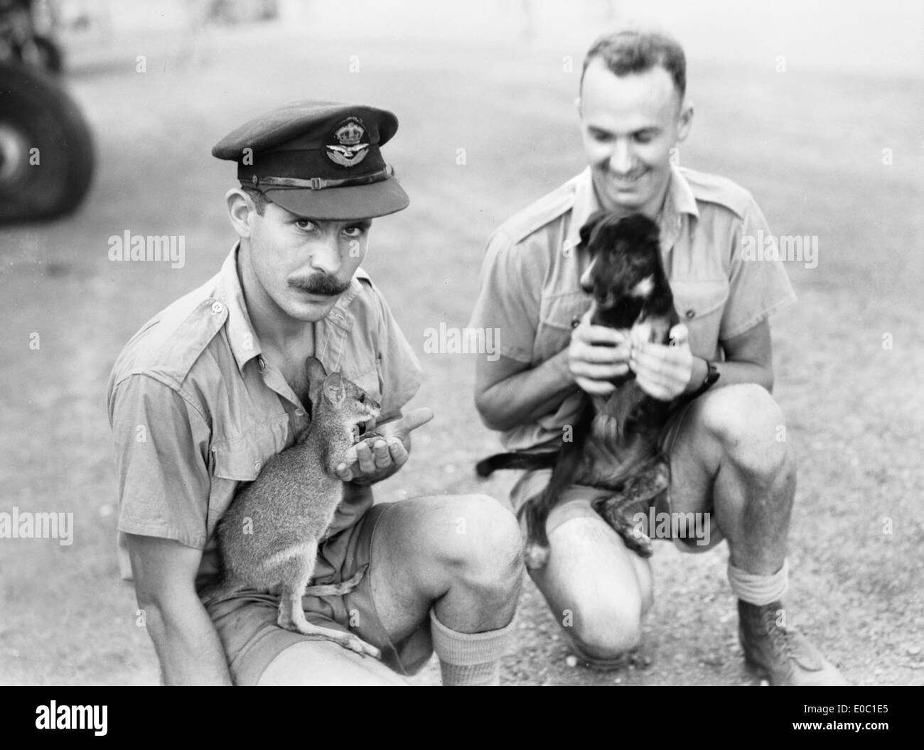 Questa fotografia mostra mascotte da squadrone nel 1943, tra cui canguri e wallaby, con soldati australiani durante la seconda guerra mondiale. L'immagine cattura la relazione unica tra il personale militare e le loro mascotte animali. Foto Stock