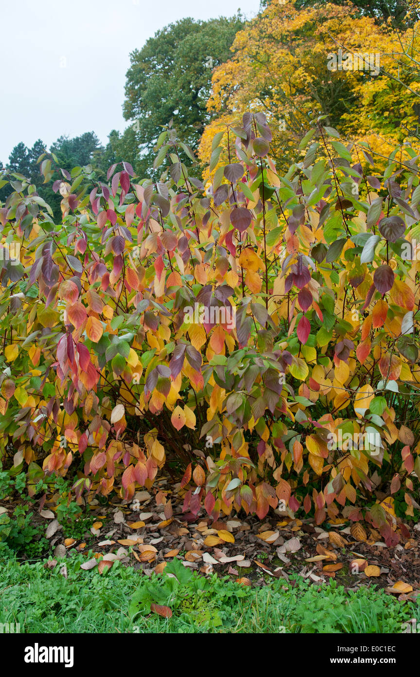 CORNUS ALBA SIBIRICA Foto Stock