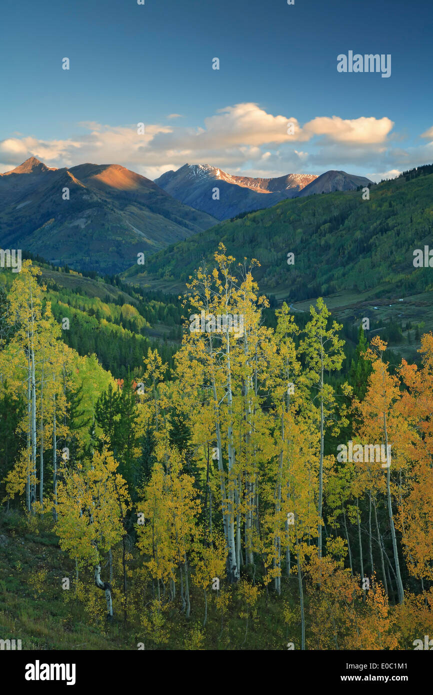 Montagne e aspens in autunno, la Foresta Nazionale di Gunnison, vicino a Crested Butte, Colorado, STATI UNITI D'AMERICA Foto Stock