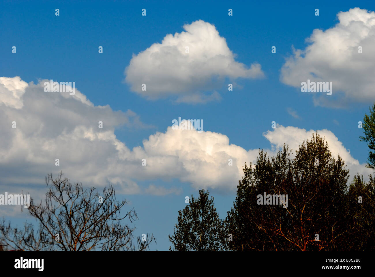 Un paesaggio di cielo blu con nuvole che guardare come il cotone Foto Stock