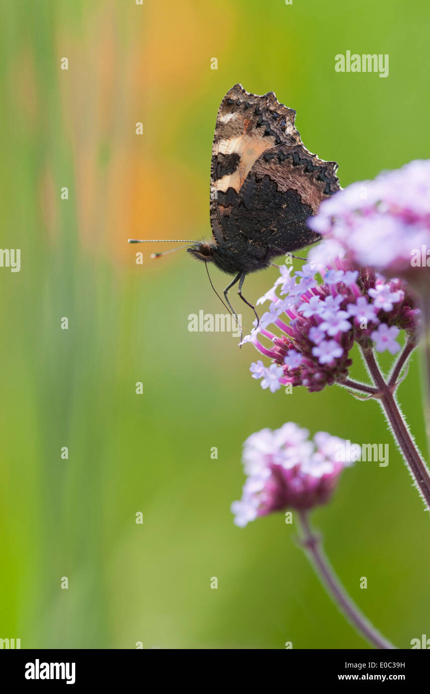 AGLAIS URTICAE Foto Stock