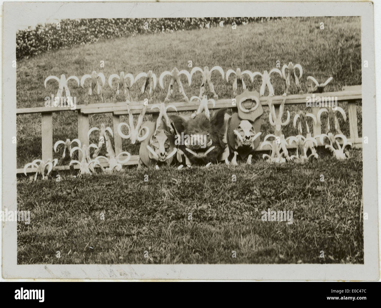 Una fotografia degli anni '1920-'1930 che mostra zanne e teste di cinghiale esposte su una recinzione, riflettendo le pratiche di caccia e tassidermia del tempo. Foto Stock