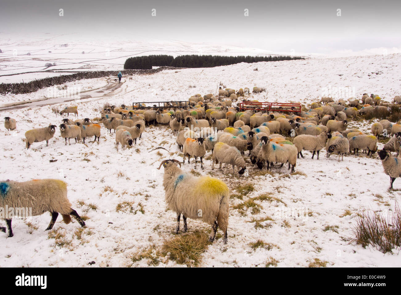 Alimentazione di pecora in Hay su mori al di sopra di stabilirsi nel Yorkshire Dales National Park, Regno Unito. Foto Stock