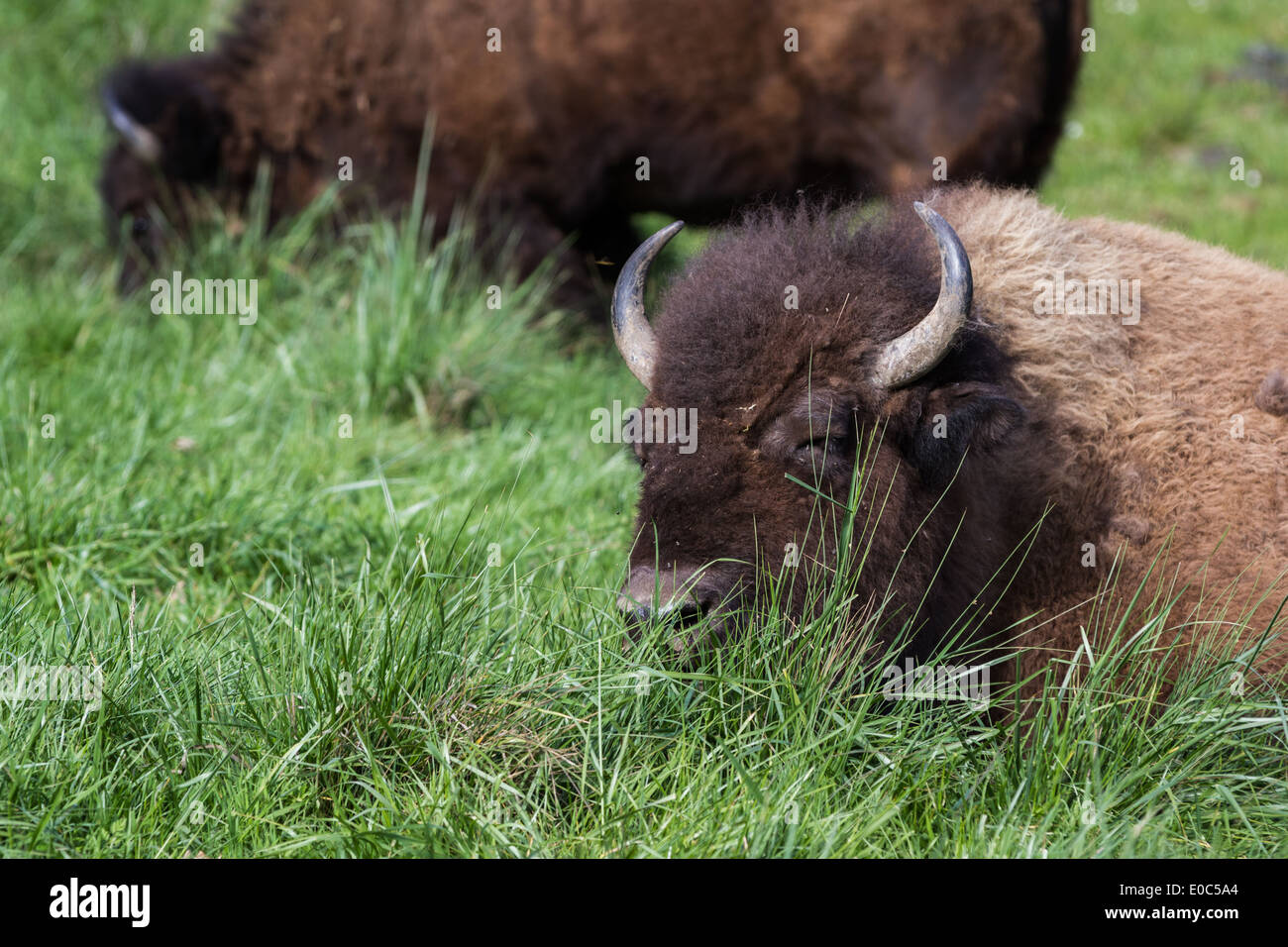 Ritratto di un bisonte americano che stabilisce su alti verde erba a molla Foto Stock Ritratto di un bisonte americano che stabilisce su alti verde erba a molla Foto Stock