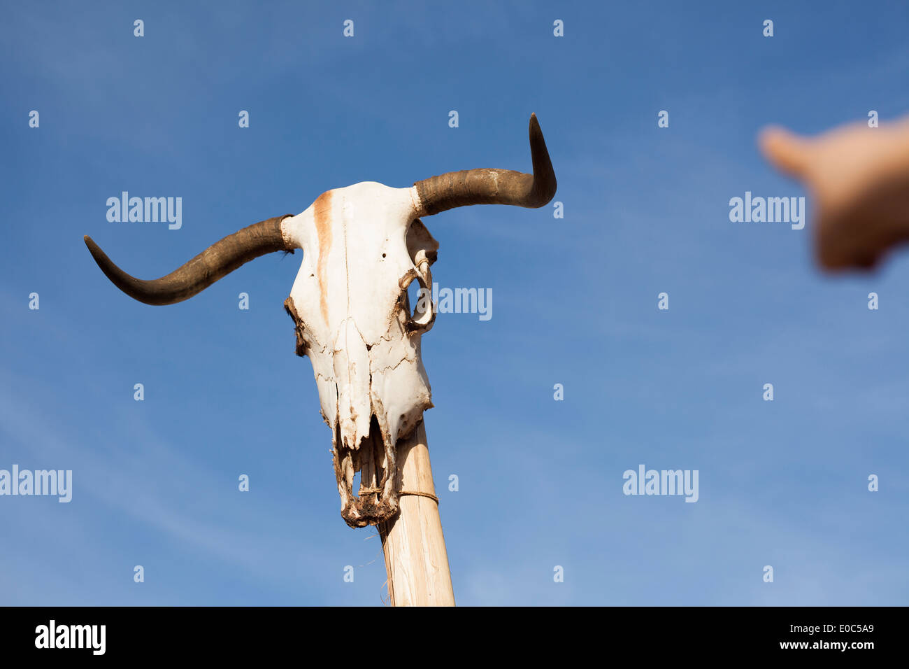 Il teschio di vacca su un post Foto Stock