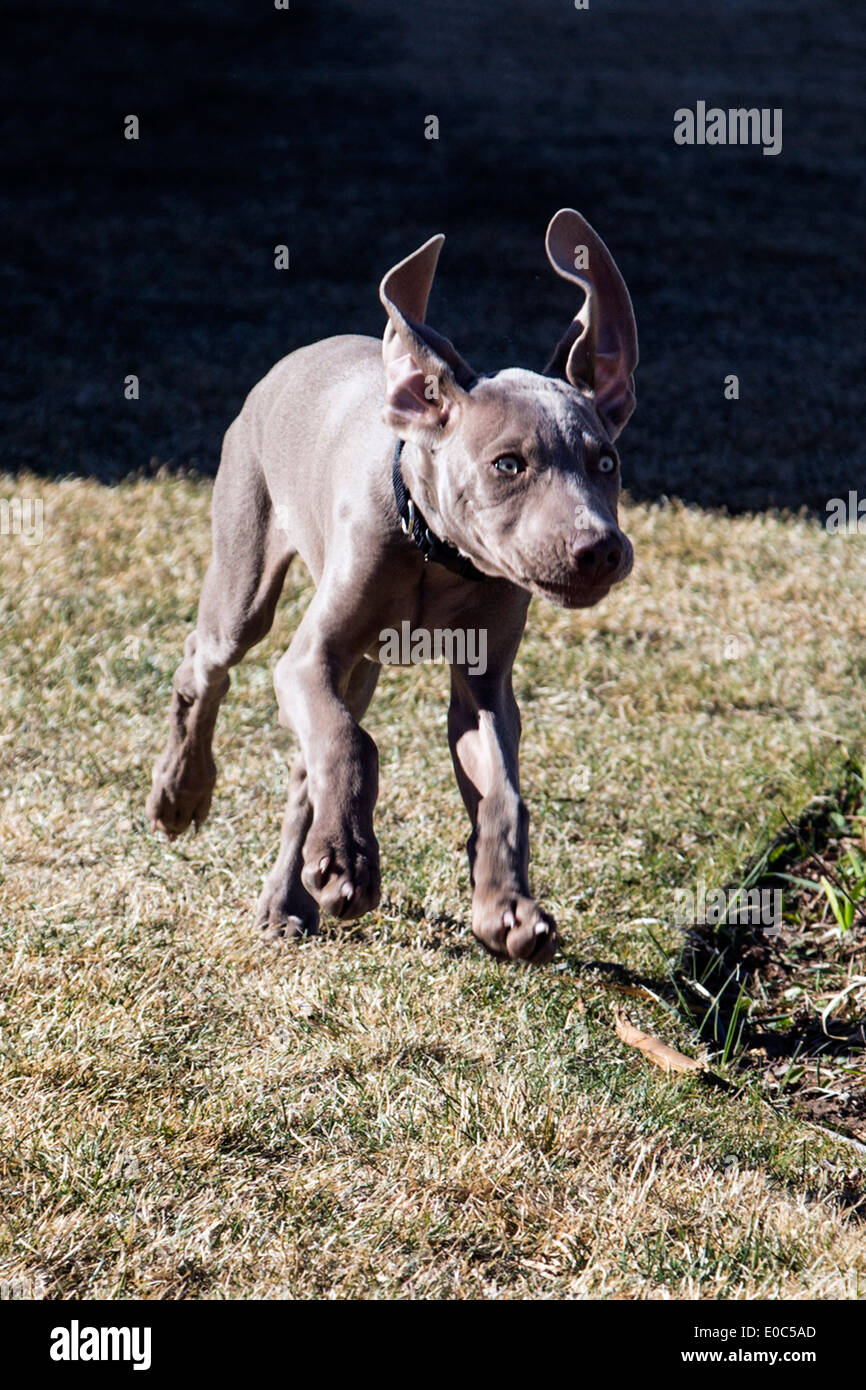 Weimaraner maschio cucciolo (14 settimane), tedesco allevati cane da caccia in esecuzione sull'erba Foto Stock