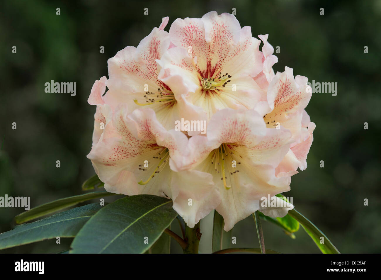 Rhododendron "Wind River' fiori giardino himalayano e Sculpture Park North Yorkshire England Regno Unito Europa può Foto Stock