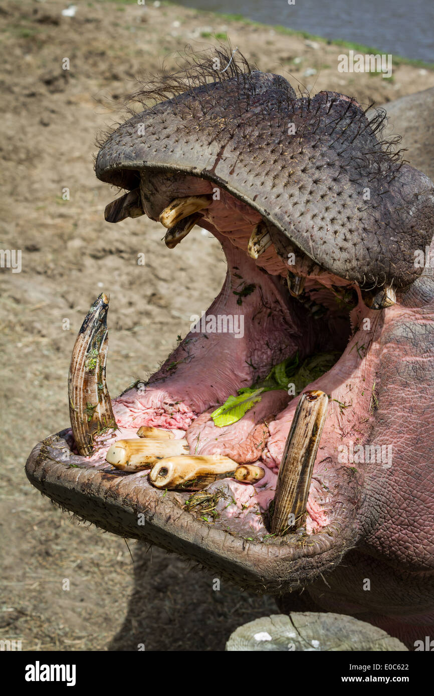 Ippopotamo con grande bocca aperta che mostra i denti sporchi di mangiare lattuga Foto Stock