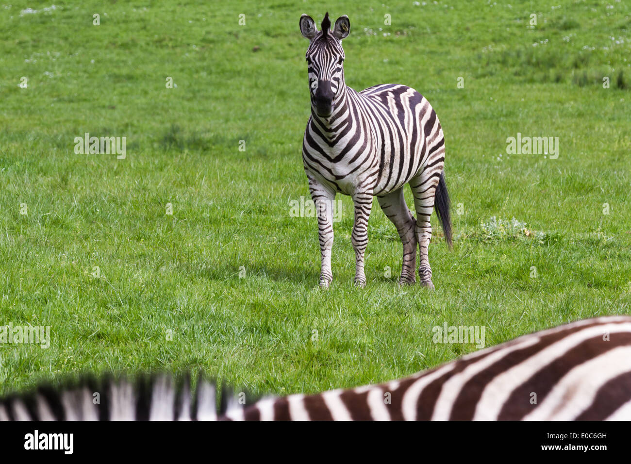 Damara Zebra (Equus burchellii antiquorum) permanente sulla molla di erba verde in un drive thru safari Foto Stock