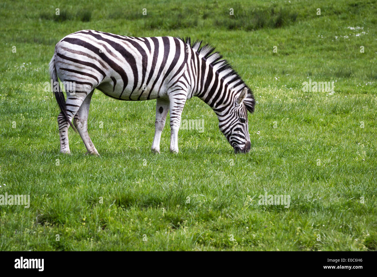 Damara Zebra (Equus burchellii antiquorum) permanente sulla molla di erba verde in un drive thru safari Foto Stock