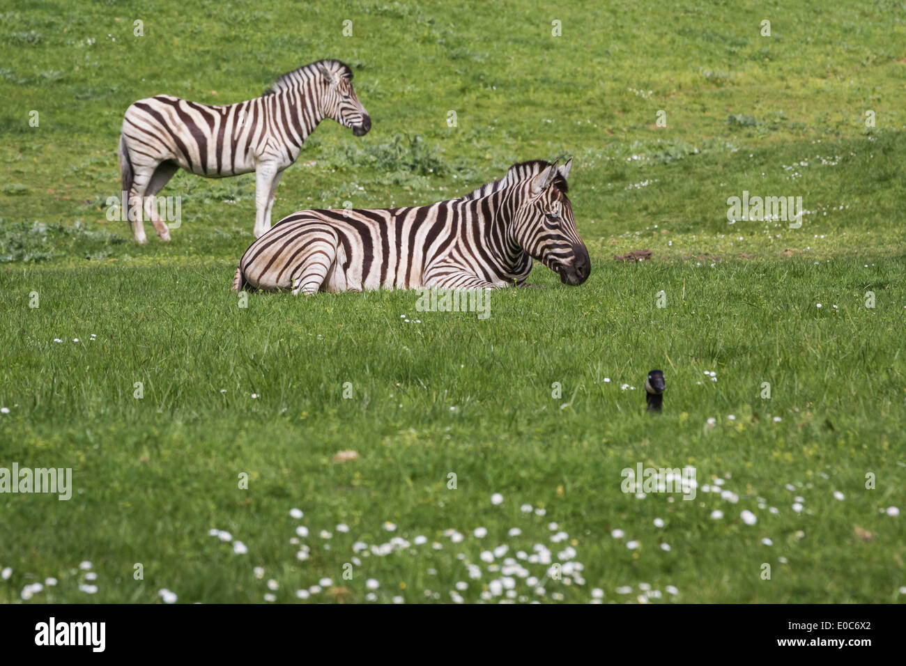 Damara Zebra (Equus burchellii antiquorum) permanente sulla molla di erba verde in un drive thru safari Foto Stock