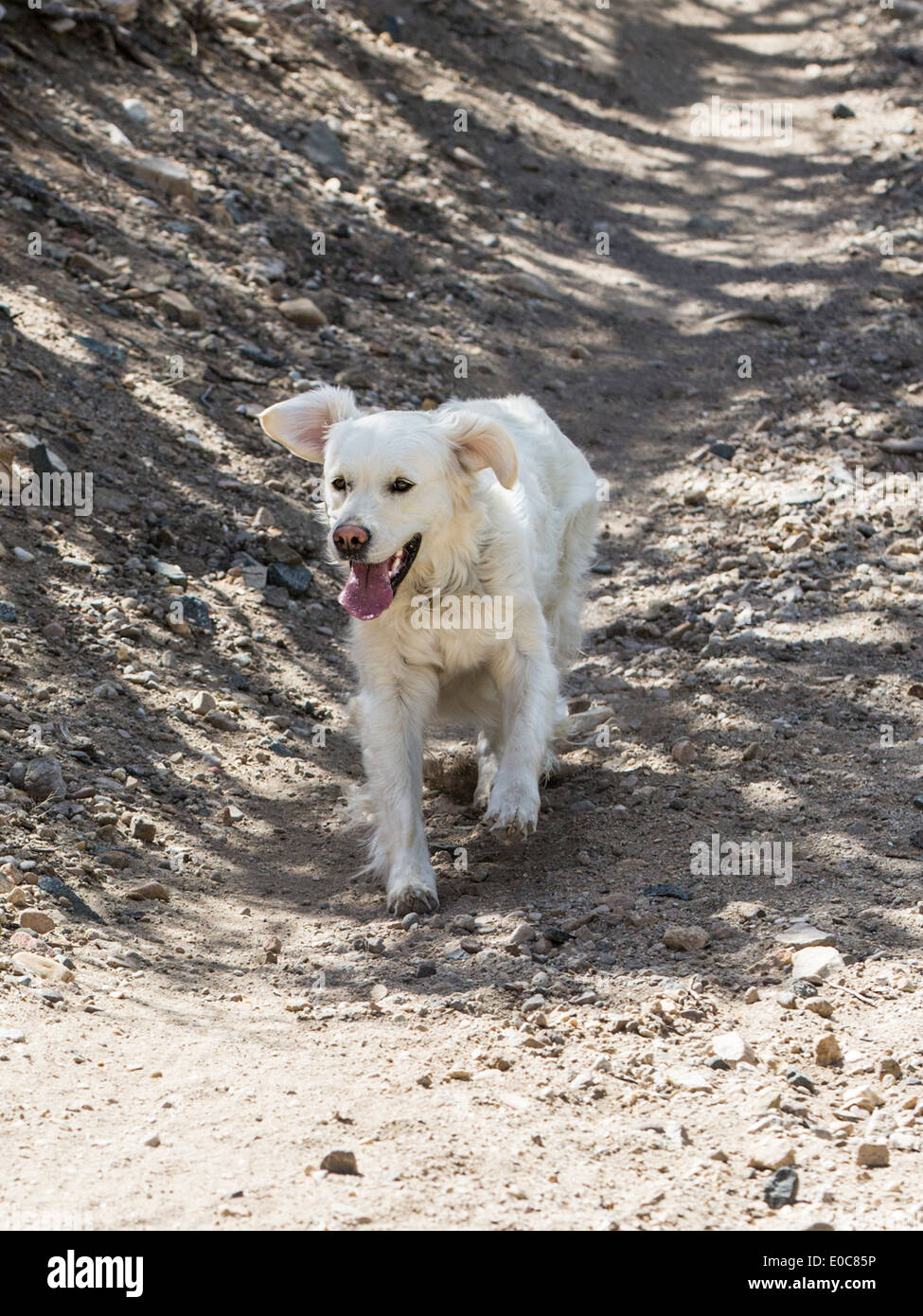 Color platino Golden Retriever cane che corre su un sentiero di montagna Foto Stock