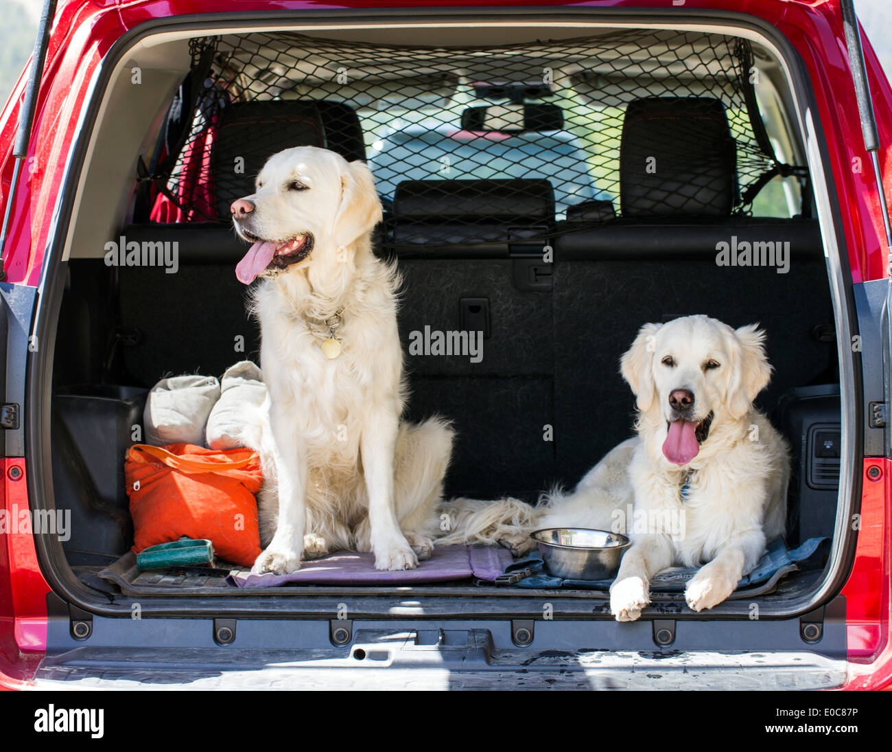 Due color platino Golden Retriever cani nella parte posteriore di un camion Foto Stock