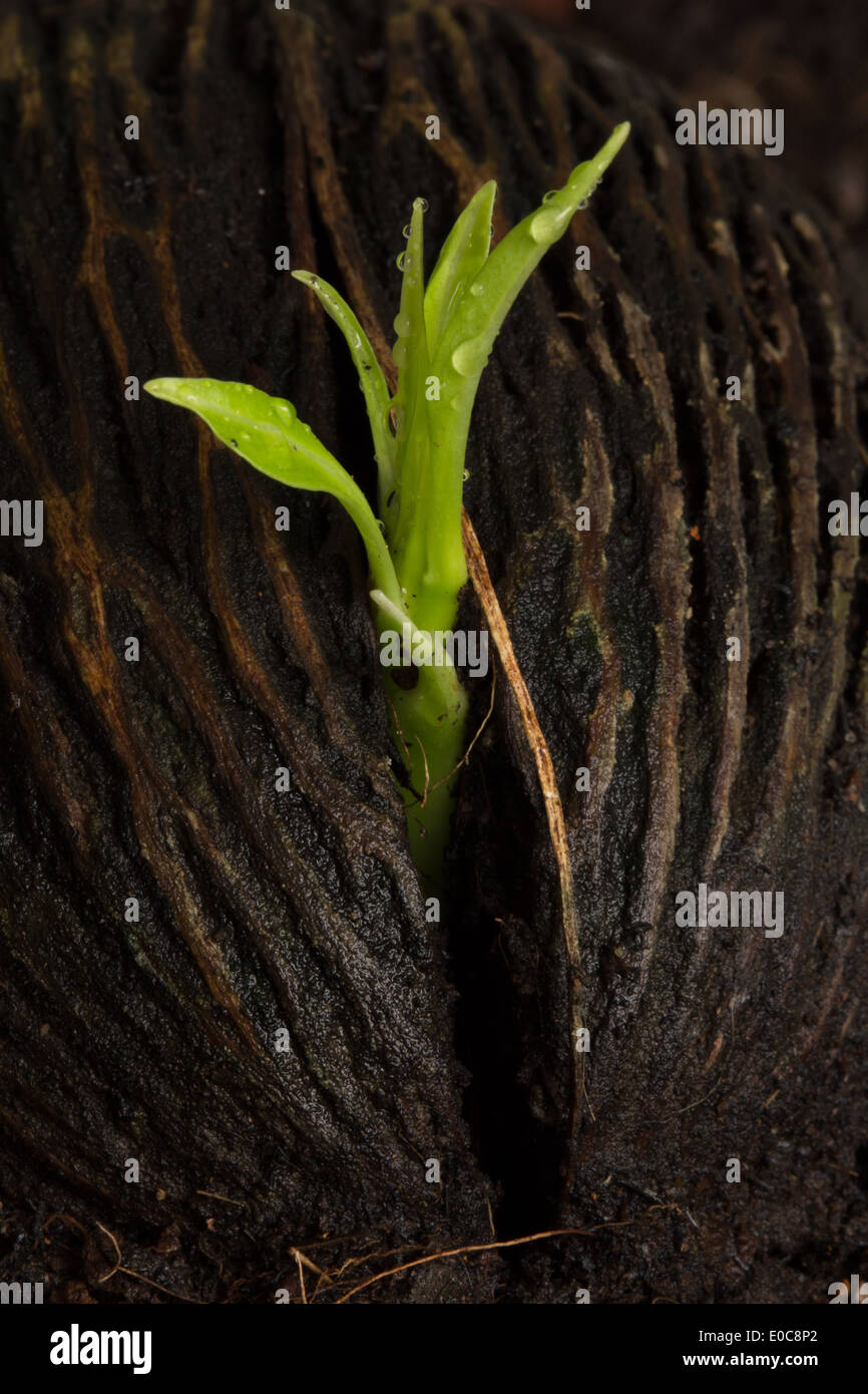 Giovane pianta che cresce dal seme Foto Stock