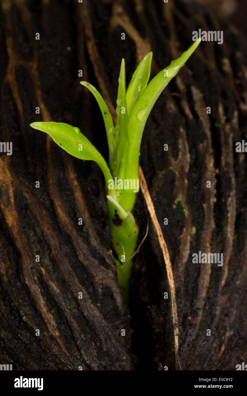 Giovane pianta che cresce dal seme Foto Stock