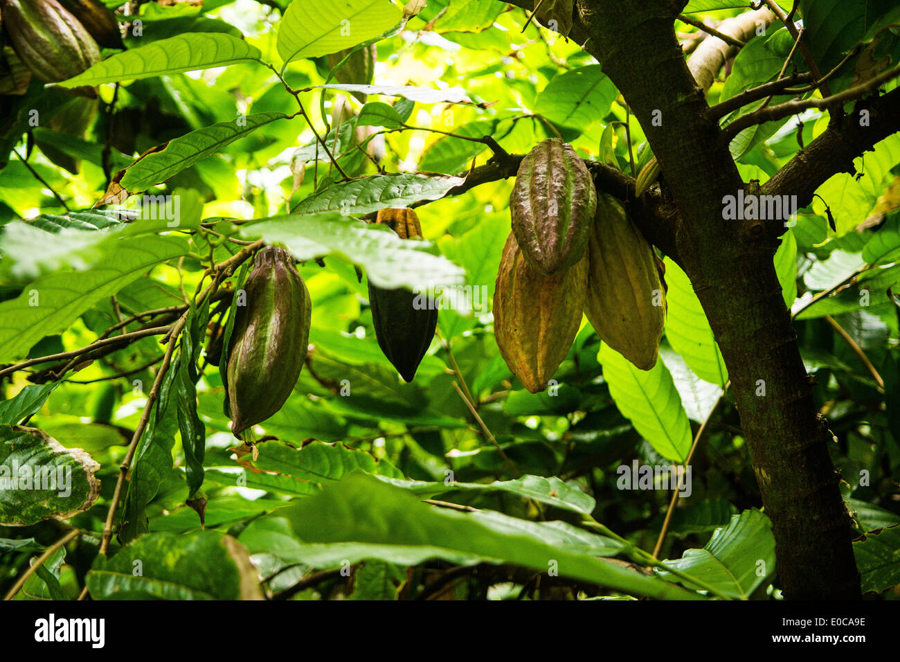 Coltivazione del cacao in Princeville Botanic Garden, Kauai, Hawaii, STATI UNITI D'AMERICA Foto Stock