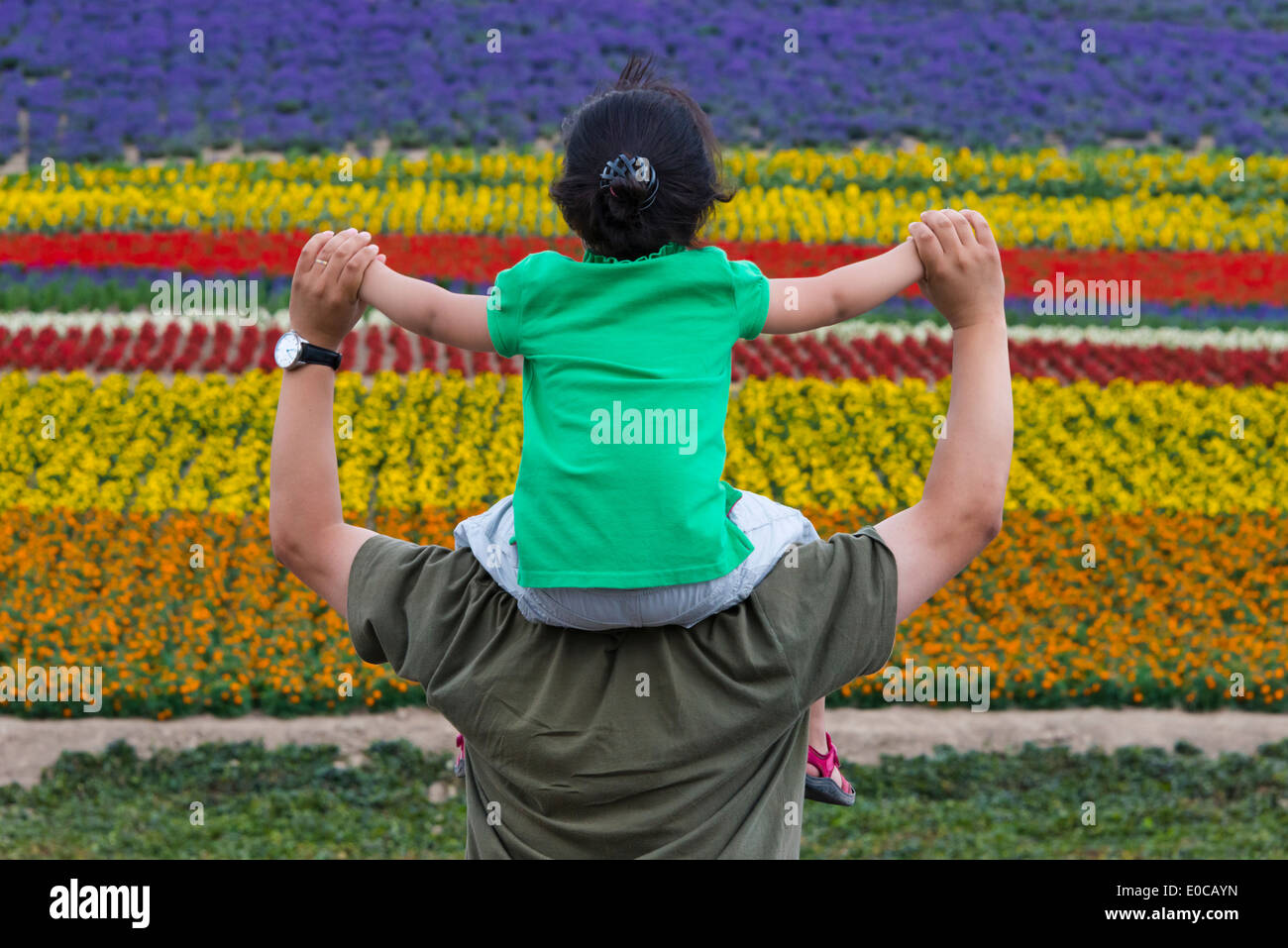 Padre ragazza porta a guardare campo di lavanda, furano, prefettura di Hokkaido, Giappone Foto Stock