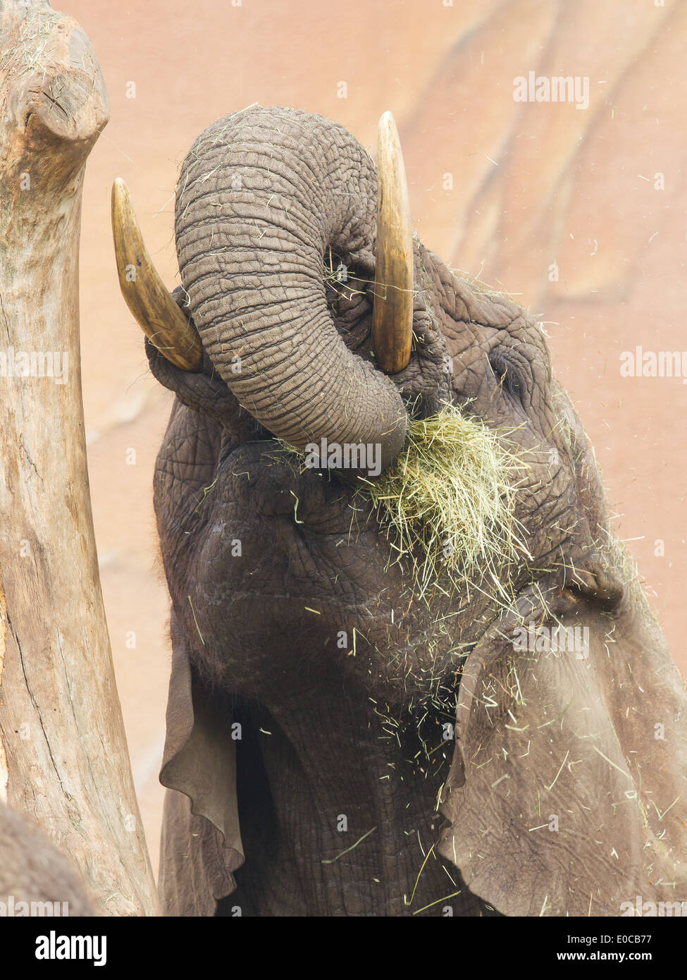 Elephant mangiare erba mostra tronco con erba in bocca Foto Stock