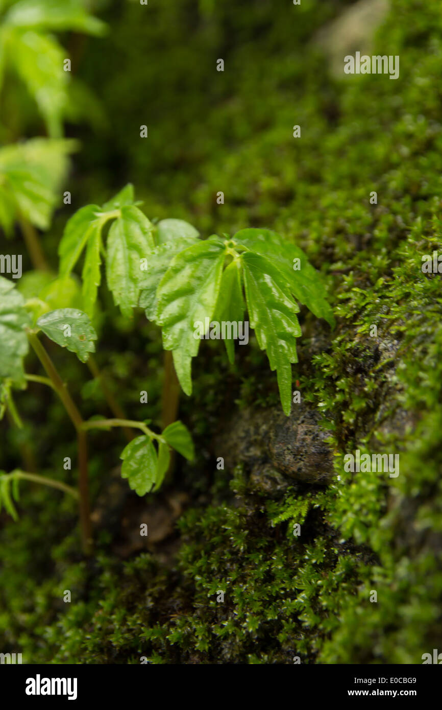 Moss e piccolo albero sulla roccia Foto Stock