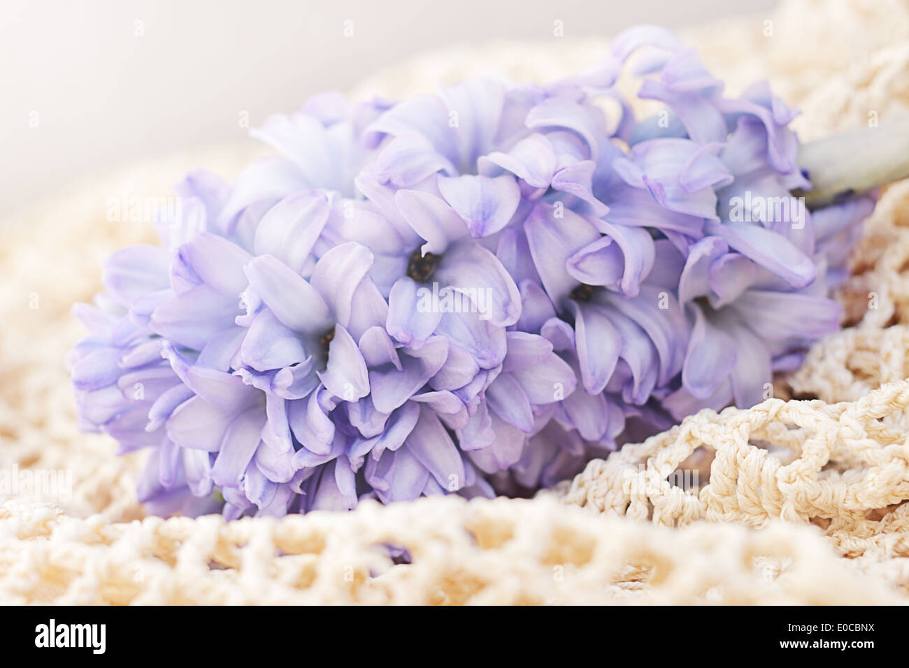 Giacinto blu su vintage decorativo in tessuto a maglia Foto Stock