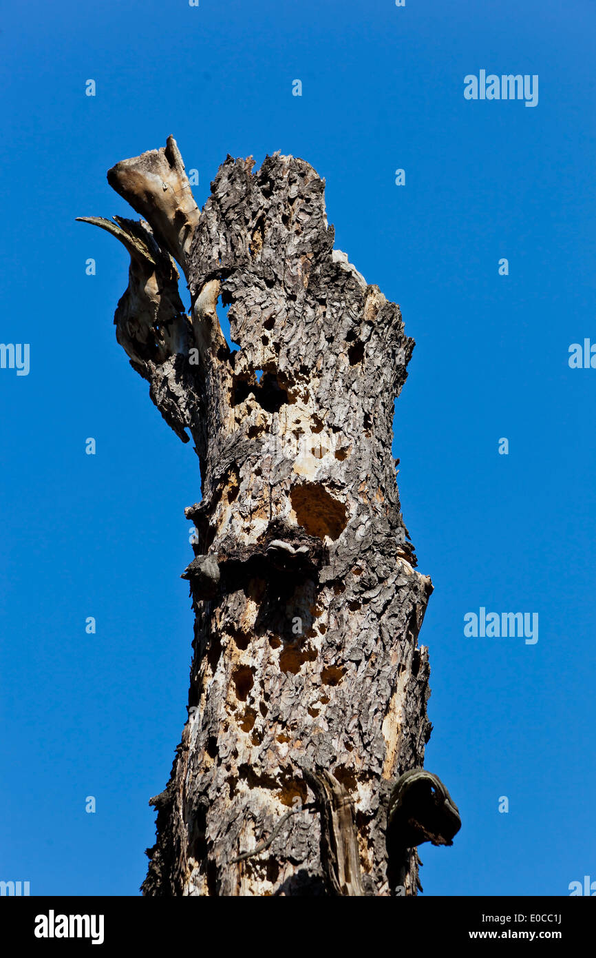 Un vecchio tronco di un albero prima di cielo blu, Ein alter Stamm eines Baumes vor blauem Himmel Foto Stock